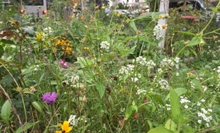 Grünfläche Fischers Allee