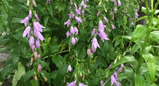 Baumscheibe Arnoldstrasse