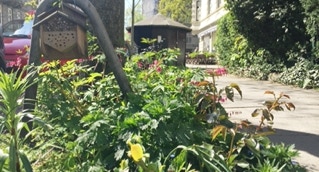 Baumscheibe Arnoldstrasse