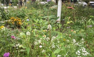 Grünfläche Fischers Allee