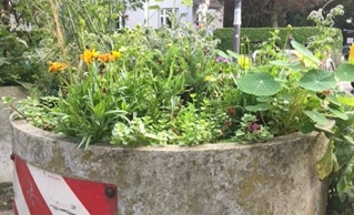 Pflanzkübel Aktion Fischers Allee