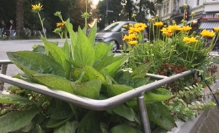 Pflanzkübel Aktion Fischers Allee