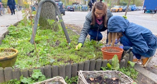 Baumscheibe Arnoldstrasse