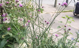 Pflanzkübel Aktion Fischers Allee